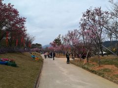-天适樱花悠乐园