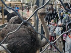 -长白岛森林公园