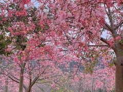 -风云岭森林公园