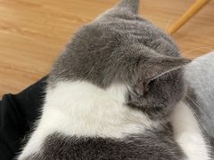 -松果猫咖(桐乡吾悦金街店)
