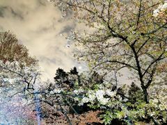 -武汉大学-樱园