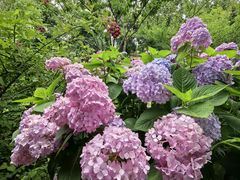 -鹅湖玫瑰文化园