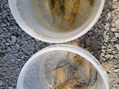 -DGE季风钓虾营地·团建·聚会