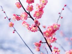 -杭州植物园