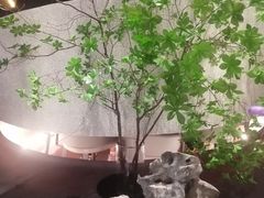 -新兴·金羊座·粤菜点心(乐峰店)