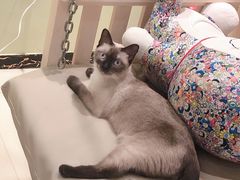 -藏猫猫咖啡主题馆(中央大道店)