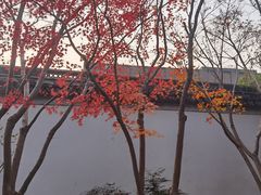-秋霞圃