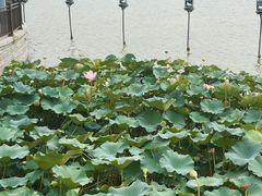 -葛仙湖公园