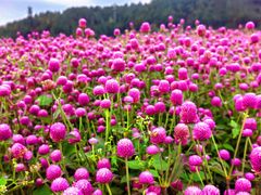-径山花海