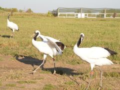 -盐城丹顶鹤湿地生态旅游区