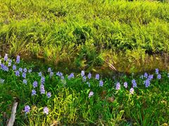 -番禺大夫山森林公园