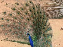 -丽泽山庄·生态怀柔菜·虹鳟鱼(红螺寺店)