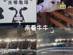 -光明牧业有限公司金山种奶牛场