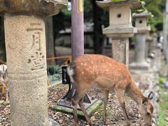 -奈良公园