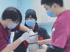 -北京观赏动物医院·24小时大型综合·猫专科·异宠专科