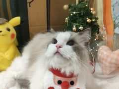 -Pets First伊珊娜洗护·精致美容·家庭式寄养(新会路店)