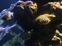 -暹罗海洋世界