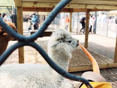 -长白岛森林公园