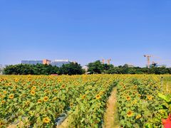 -光明小镇欢乐田园