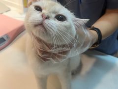 -御宝贝·A梦猫科宠物医院(国际猫友好医院)