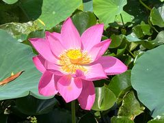 -莲花池公园