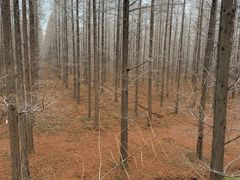 -黄海国家森林公园