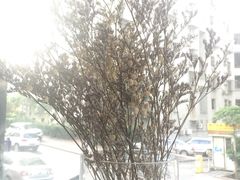-铁道茶苑.色稷餐厅(莲花南路店)