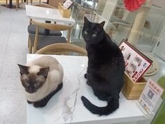 -喵园·猫主题咖啡厅·撸猫·猫咖(国贸店)