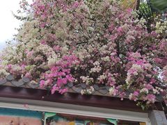 -深圳国际园林花卉博览园