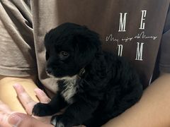 -艾贝尔宠物医院·狂犬免疫点(江山金象城店)