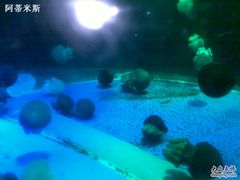 -东部华侨城