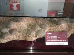 -中国西峡恐龙遗迹园