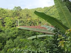 -西双版纳原始森林公园