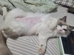 -美联众合动物医院·24h转诊中心