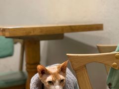 -猫色咖啡·猫咖