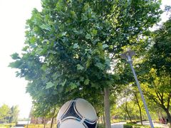 -大兴滨河森林公园