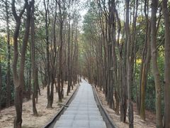 -火炉山森林公园