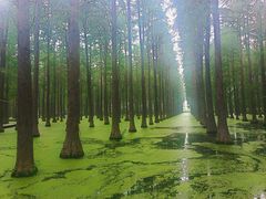 -渌洋湖湿地公园