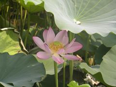 -莲花池公园