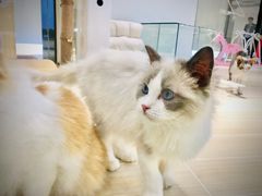 -momokira米努特·德文卷毛猫·棉花面纱犬