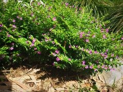-堤角公园