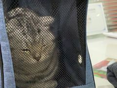 -伟伟宠物医院·CT影像中心·瑞派犬猫综合性门诊(汉口总院)