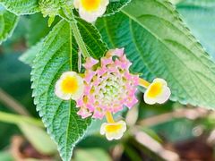 -云南野生动物园