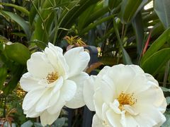 -人民公园(罗湖区)