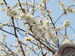 -桃花堤公园