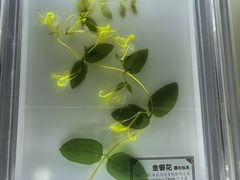 -广东中医药博物馆