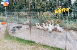 -前小桔亲子创意农场·草莓采摘·露营烧烤
