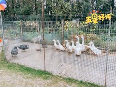 -前小桔亲子创意农场·草莓采摘·露营烧烤