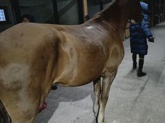 -北京群众马术培训基地