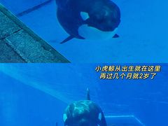 -上海海昌海洋公园
